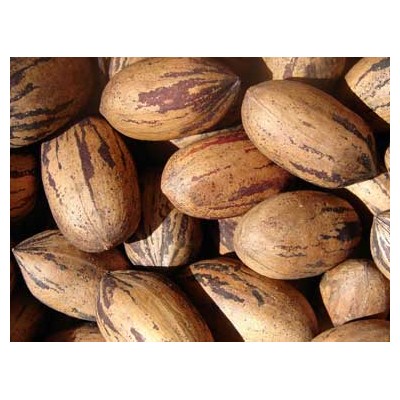 Pecan Nut Roasted Salted Pecans/Raw Pecan Nuts With Shell for sale