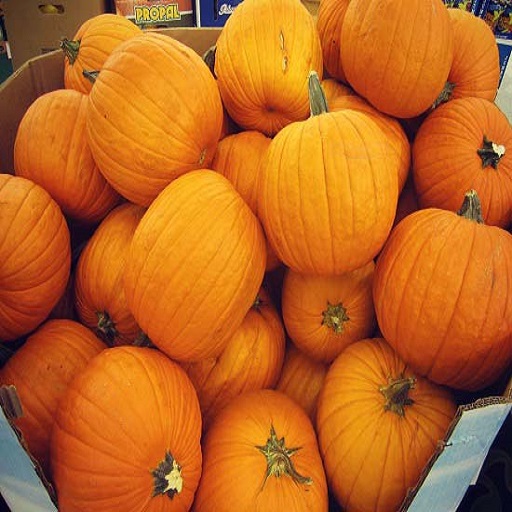 Frozen Pumpkin Cut - FRESH PUMPKIN