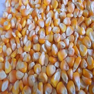 Animal Feed Yellow Corn Exporter India